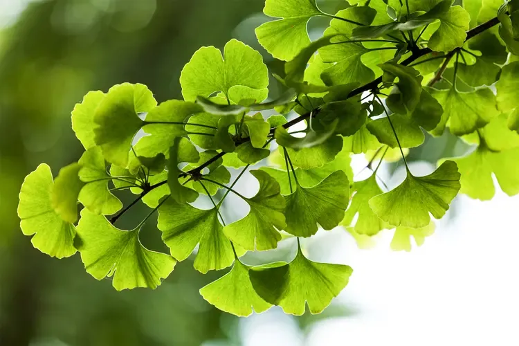 Ginkgo Biloba - Circulation Support for Better Brain Function