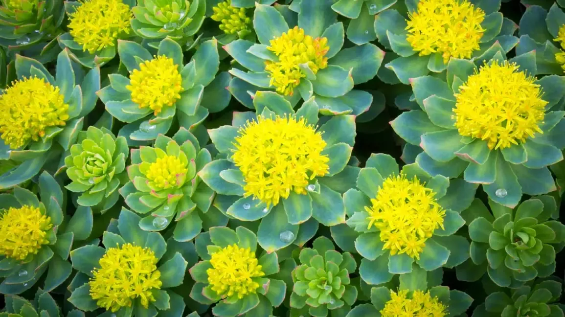 Rhodiola Rosea - Mental Fatigue Reduction
